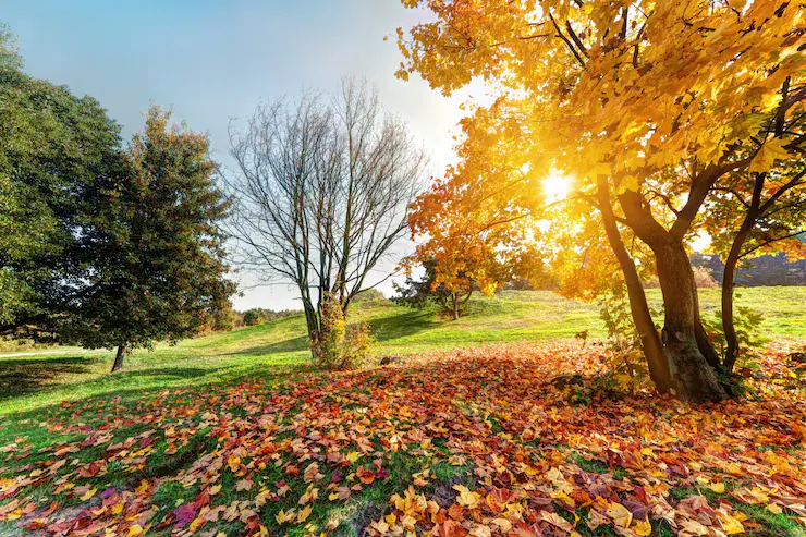 Autumn Seasons in India