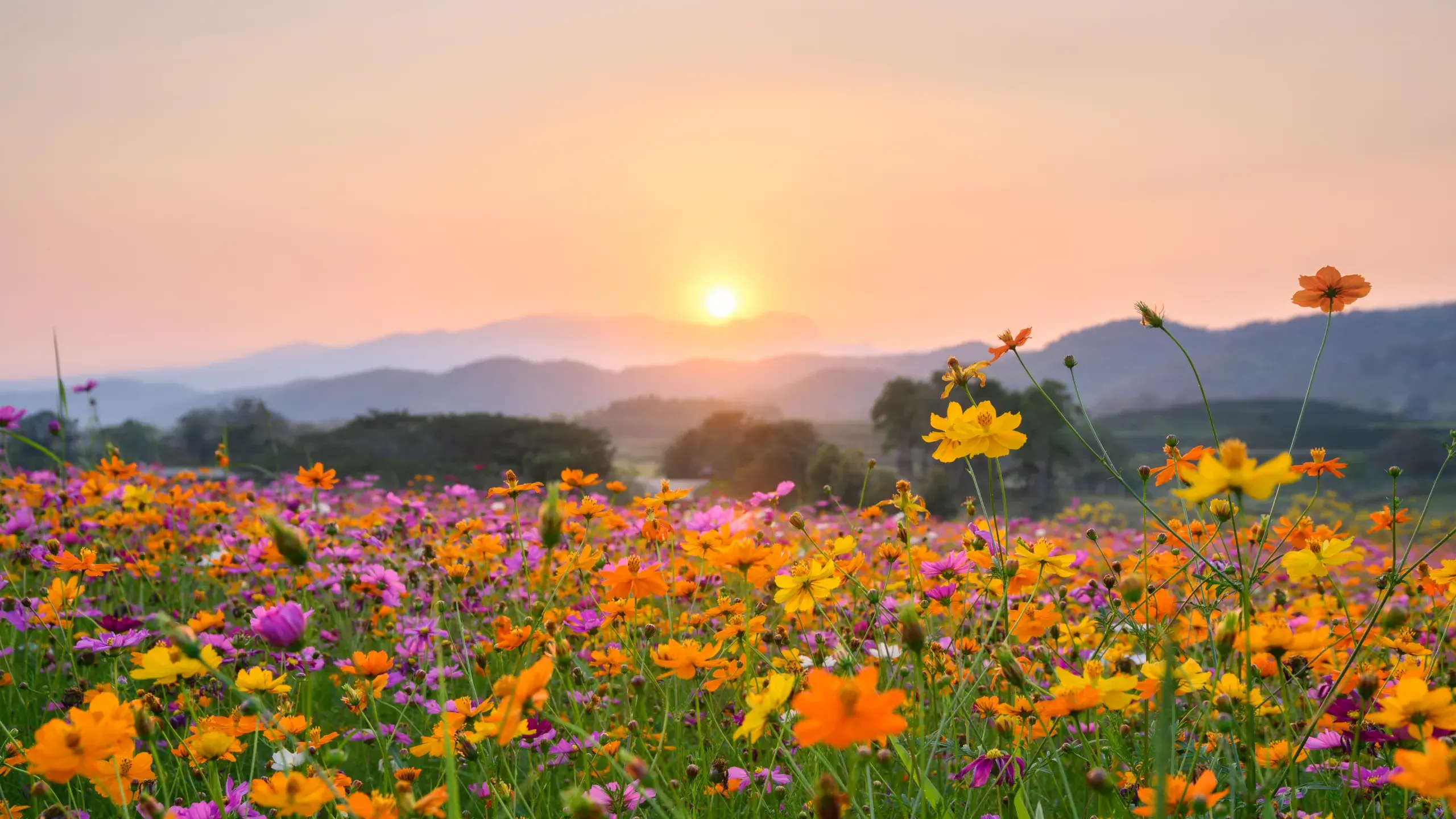 Spring seasons in India